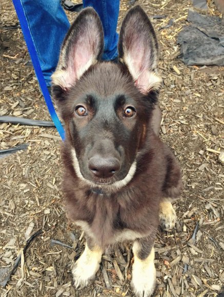 Dogtraining33's tweet photo. #DogTraining: 13 Proven Tips &amp; Techniques To Train Your #Dog
Click https://t.co/eBa7TeGTGy https://t.co/kr6kC1tUlc