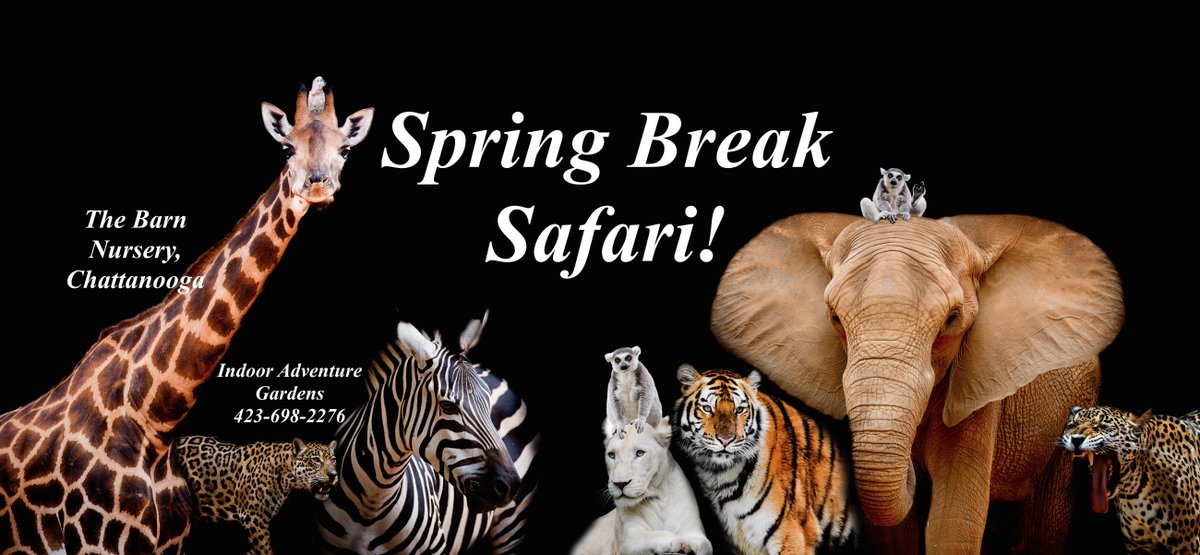 The Barn Nursery On Twitter Springbreaksafari Cha Kids