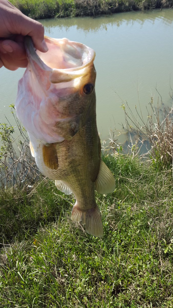 mitchellmeyer86's tweet photo. Great day to fish. #lagemouthbass https://t.co/IY9OxoUAwy