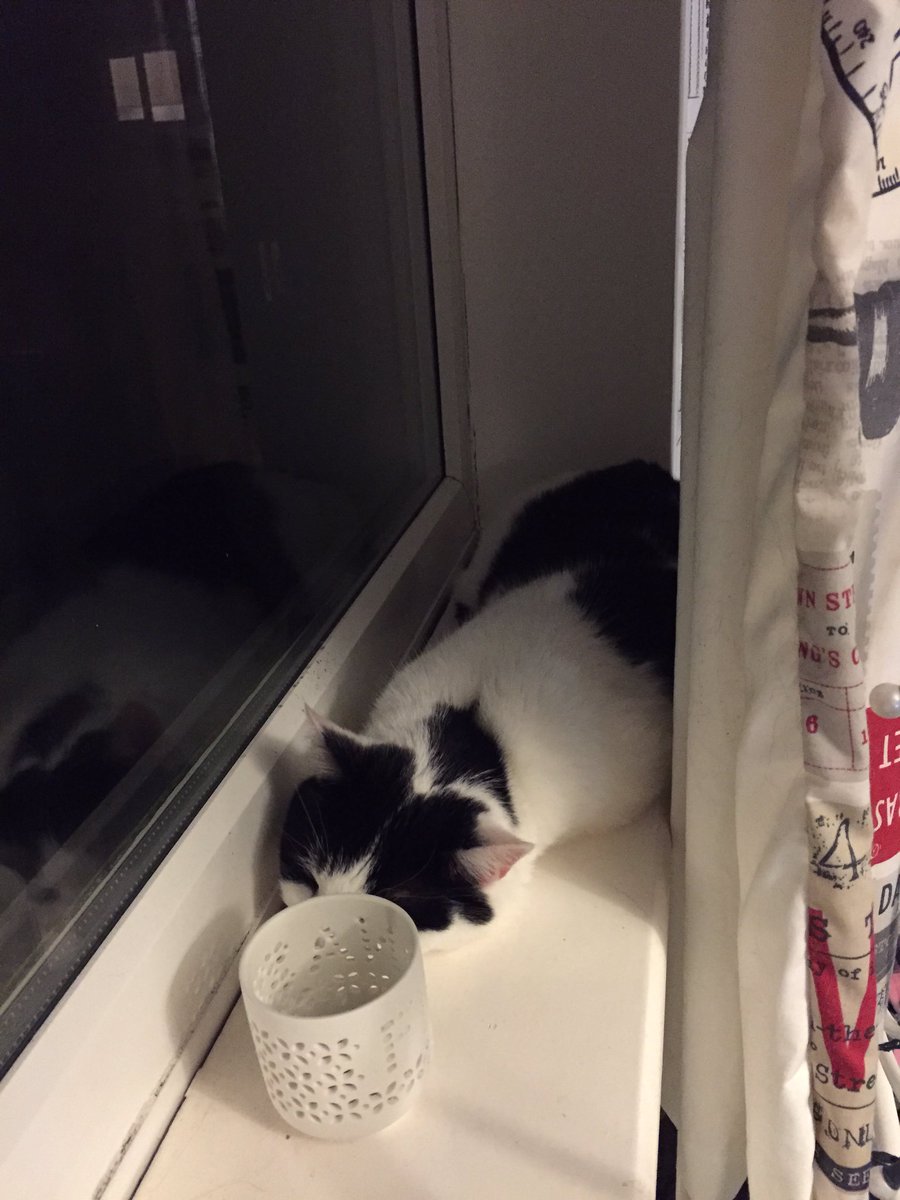 Miss_Peg's tweet photo. One of the many blessings of being owned by this cat... ( #cutesleeper) https://t.co/TDqWDlPgKt