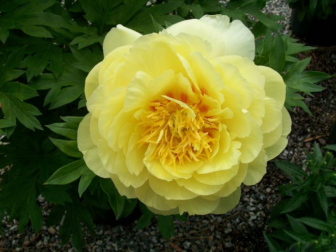 TuBloom's tweet photo. Can't wait for this once a pop open in my yard! #peony #bartzella #springfever @SVandervlugt @ChicagoFlower https://t.co/STlMY3Frrk