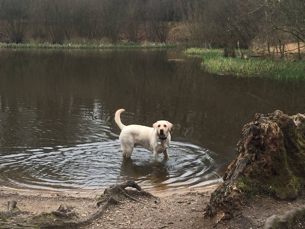 PawsLoughton's tweet photo. "After school I take a dip in the pool" #dogwalker #labrador #BorderCollie #australiansheepdog https://t.co/BdgjRteohL