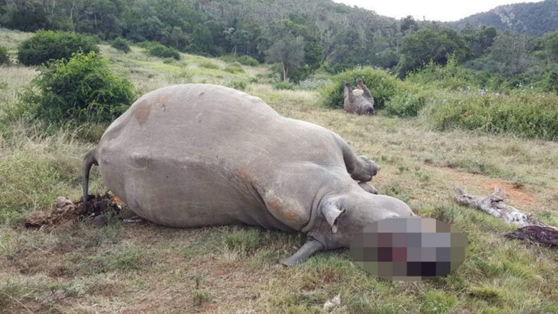Breaking News: 'Ruthless' Poachers Butcher South African #Rhino Leaving Two Orphans!! news.sky.com/story/1667487/…