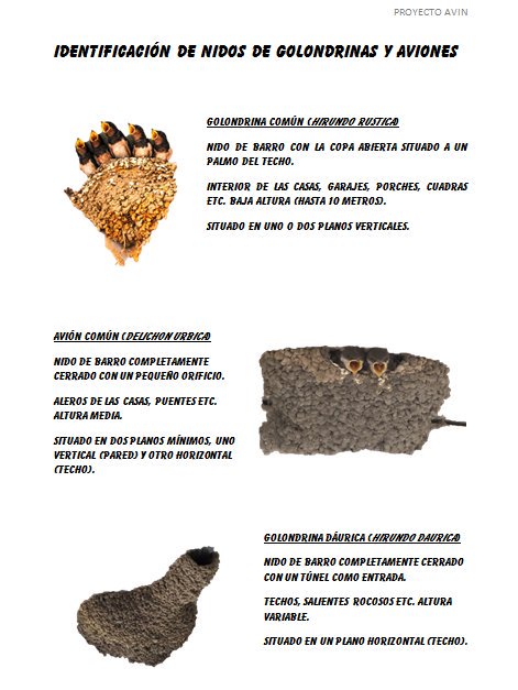 proyectoavin's tweet photo. Diferencias entre nidos de golondrinas y aviones. https://t.co/VxIHCjb1tw