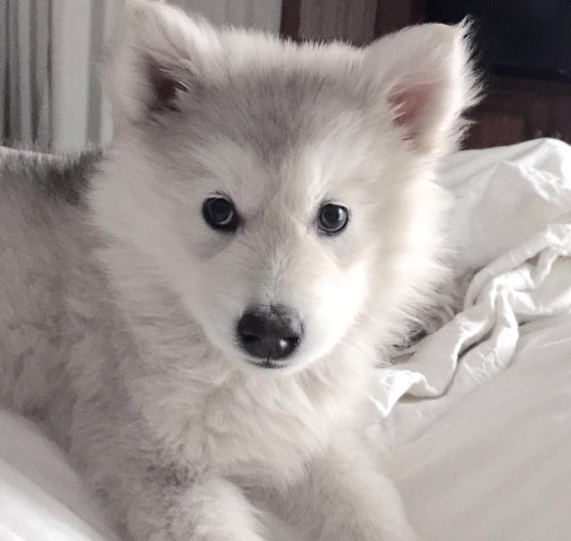 ️ (@puppiesbot) on Twitter photo 