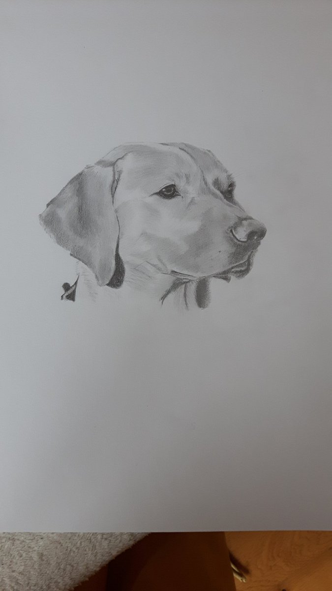 Progress picture of 'Poppy', the commissioned #drawing I am currently working on. #commissionedartist #dog