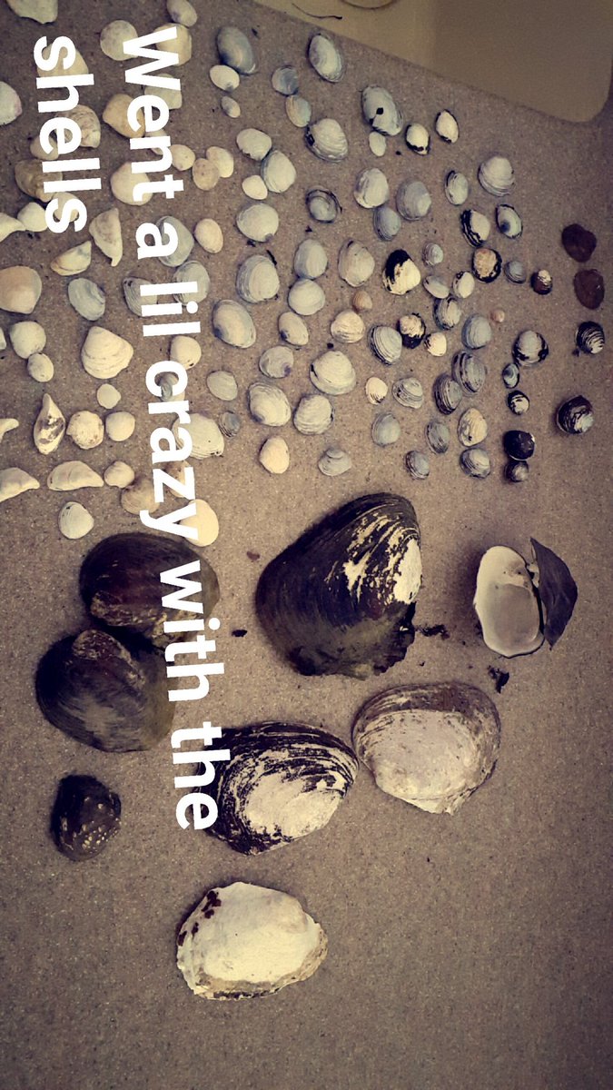 JustaTasha's tweet photo. The Chacos have landed.. and went hunting. #SeashellHunting https://t.co/flKzDcjJPI
