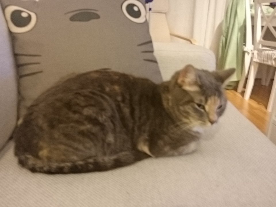 Rachel & Jun on Twitter "(NEW VIDEO!) Adopting a cat in Japan