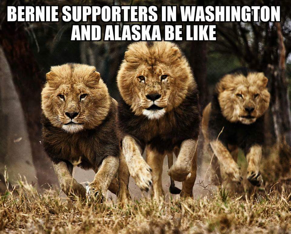 cy_guevara's tweet photo. Bravo to Bernie! Sweeps #alcaucus #WAcaucus & sooon #HIcaucus
Hail to the chief & all his supporters that got all~ https://t.co/8d4zDuNaFY