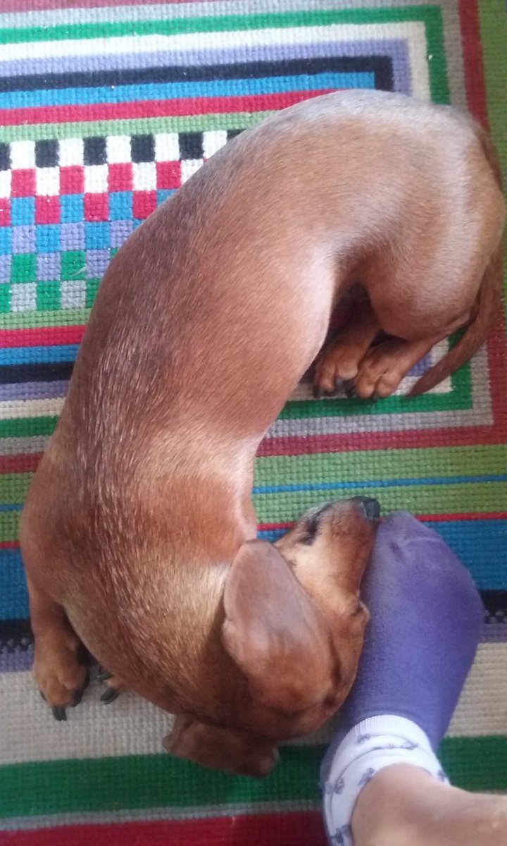 MEugenia_'s tweet photo. Bebé mamón #dachshund #doglover https://t.co/jRFacmlc1R