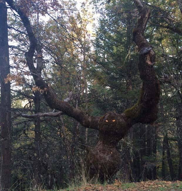 t_jh2009's tweet photo. Okay, I guess those #MonsterTrees from #TheWizardOfOz are real. :-/ https://t.co/Dpce0ds6J1
