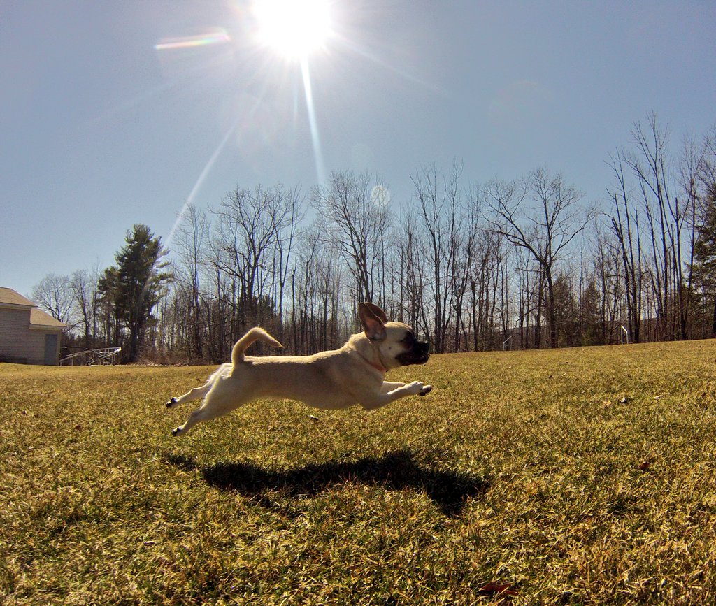 cgeorgephoto's tweet photo. Celebrating spring!! #graciesworld #puglife #pocketshepherd #pugshepherd https://t.co/tfzhaarz1T