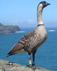 Birds4Bernie's tweet photo. To our Nene friends in #hawaii remember @BernieSanders beats Trump by bigger #'s #Birds4Bernie https://t.co/uA8X7JKcqh