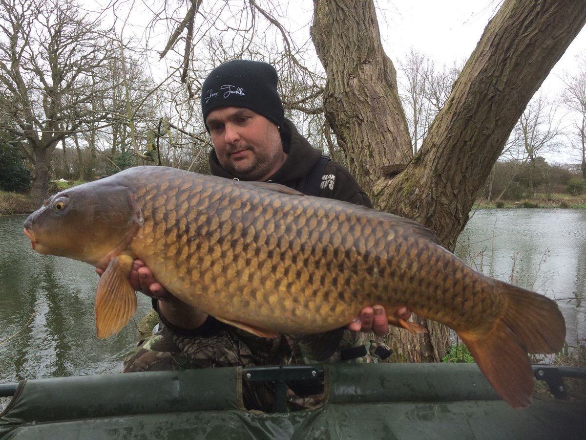 DannyCallis's tweet photo. Had this common this afternoon 22.8 caught using a new test bait from #galaxybaits and end tackle from #sharptackle https://t.co/p6ljO4RmWA