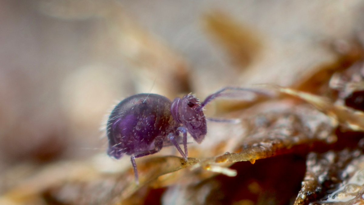 Bizarre Collembola #1. Adelphoderia regina, Tasmania. Complete with neck brace.