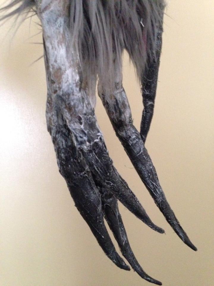 Something evil is coming.....#indiefilm #horror #skinwalker #filmmaking #horrorfilm