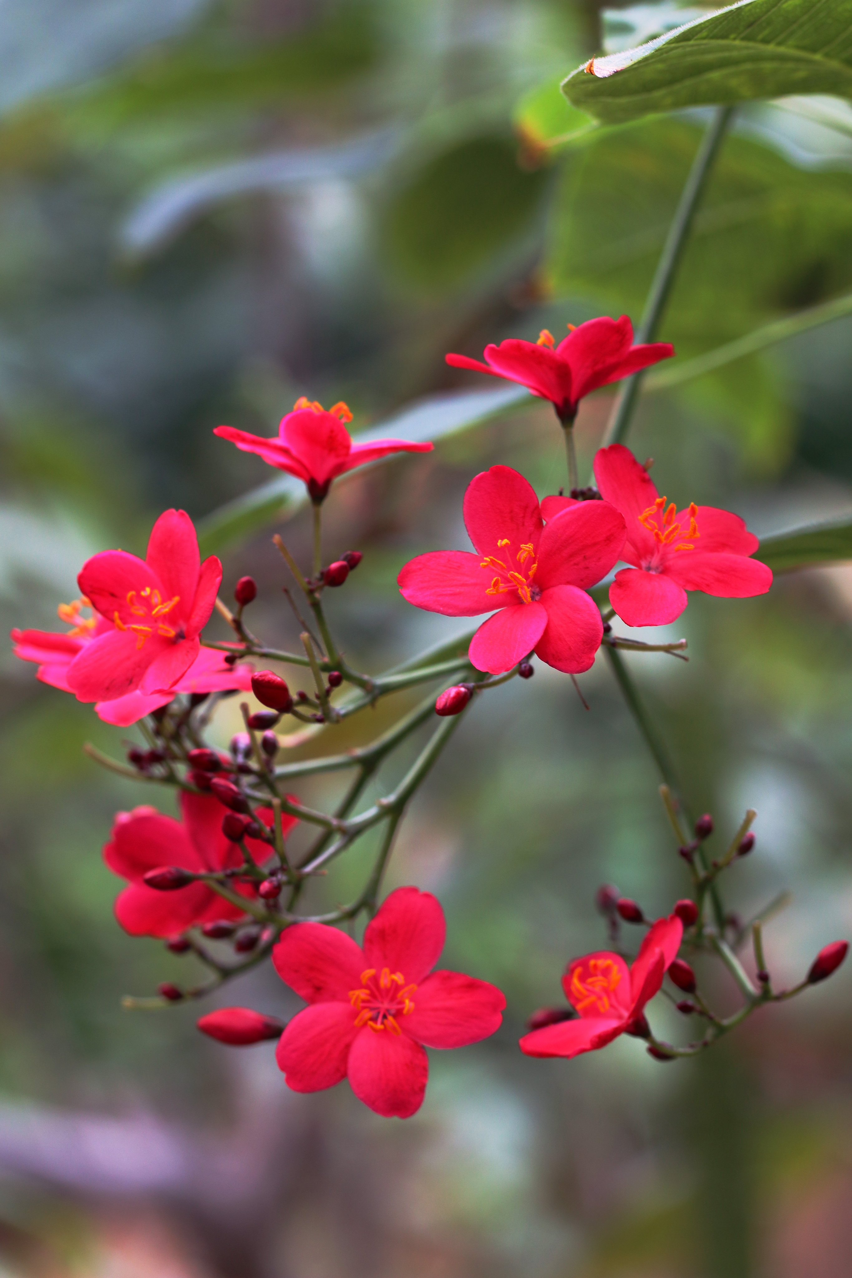 Twitter 上的 咲くやこの花館 サクラ第三弾 テイキンザクラが赤やピンクのサクラと同じ５弁花 を咲かせています サクラはバラ科 本種はトウダイグサ科です インドザクラの名でも知られてますが インド違いで南北アメリカの間カリブ海域の西インド諸島原産です