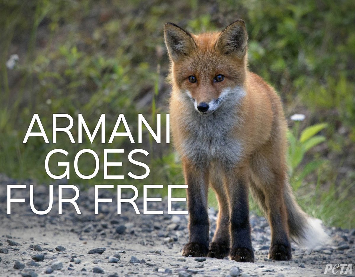 peta's tweet photo. ICYMI: This is important. @Armani to take #fur out of its collections &amp; go #FurFree! https://t.co/winw3oH0Wd