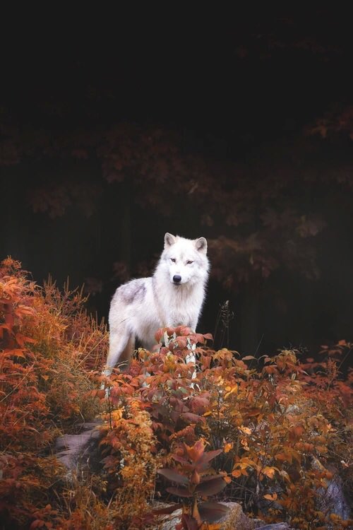 The young she-wolf wandered through the trees until she came across a figure in her path -<a href="/Wicked_Scot/">Edan Murdoch</a>