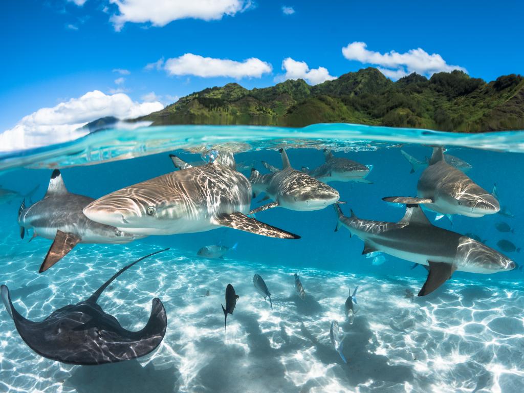 perthnow's tweet photo. Amazing photos in the 2016 Underwater Photographer of the Year Competition. https://t.co/77X6cRhGsJ https://t.co/yY0Oux51Pf