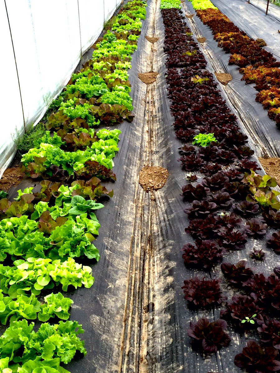 Pablo Munoz Farms (@munozfarms) on Twitter photo 