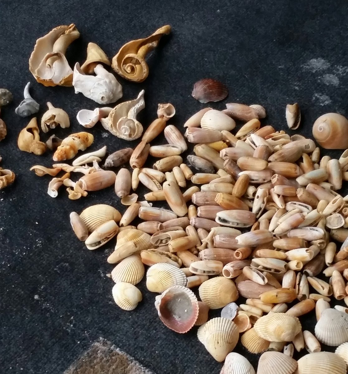 BooknutWilliams's tweet photo. Some people hunt for eggs,  I prefer to hunt for these treasures!  #beachobsessed #shelling https://t.co/LZkQdQWiOn