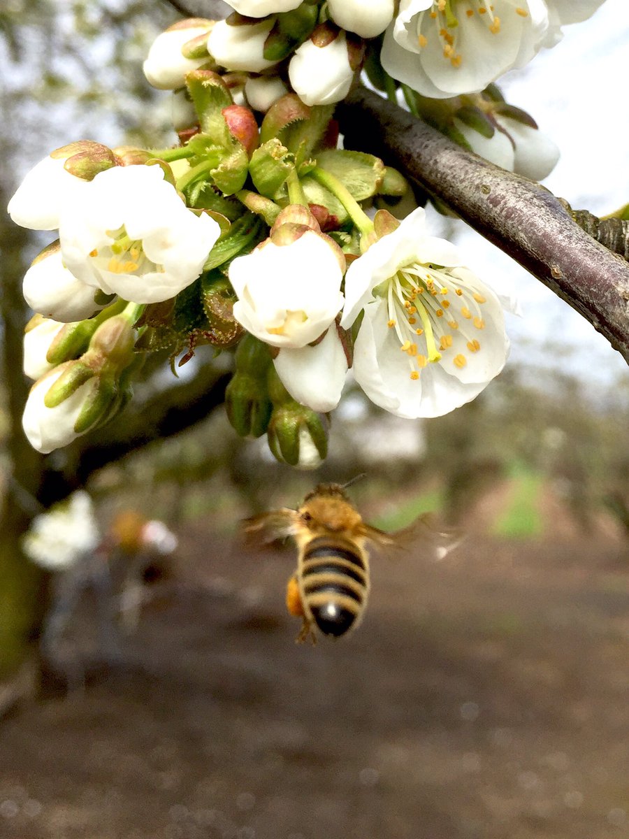 Pablo Munoz Farms (@munozfarms) on Twitter photo 