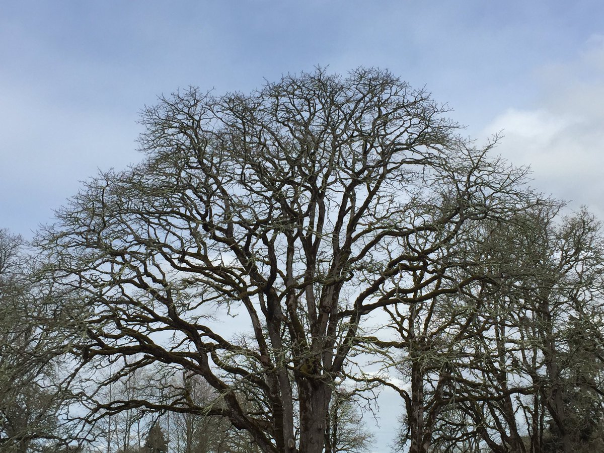 justineavera's tweet photo. A beautiful old oak at the Frank Lloyd Wright house in Silverton Oregon. https://t.co/82AdqIaUD5