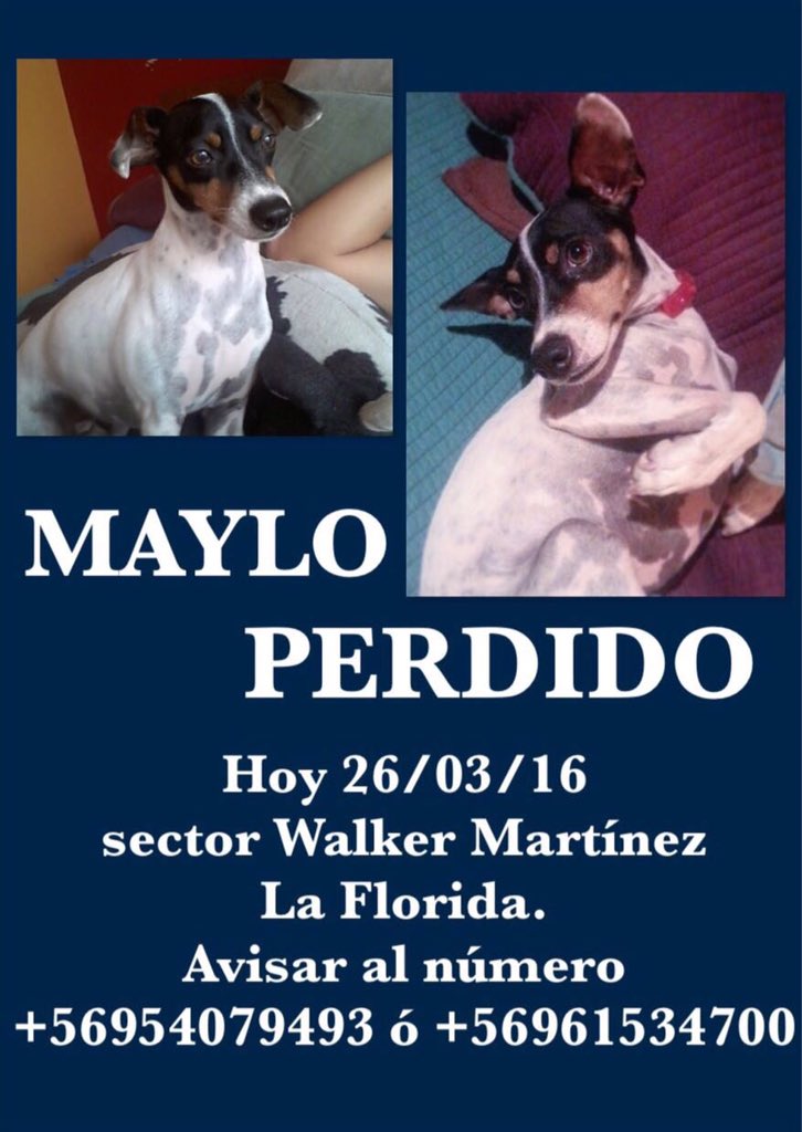 MAYLO PERDIDO ! Walker Martínez La Florida Esta Castrado Sin Chip Collar s/n Ide RT x favor