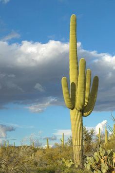 annavixxa's tweet photo. Saguaro, Saguaro Nat https://t.co/T8lIGfEkhV https://t.co/h5tImSs6vS