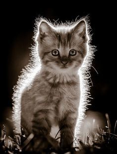 annavixxa's tweet photo. Kitten by Chad Bries https://t.co/T8lIGfEkhV https://t.co/Sepq6T9VkD