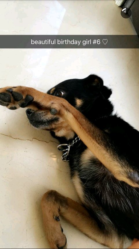 ariglovexoxo's tweet photo. Happy birthday coco!! @ArianaGrande #iminlovewithcoco #HappyBirthdayCoco https://t.co/B1LDe9thbb
