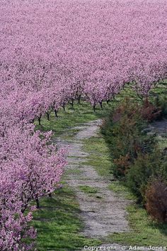 annavixxa's tweet photo. Peach tree orchard i https://t.co/T8lIGfEkhV https://t.co/RwAFdaXrXB