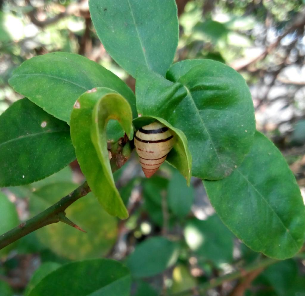 JonayedMd's tweet image. Little Creature of @almighty