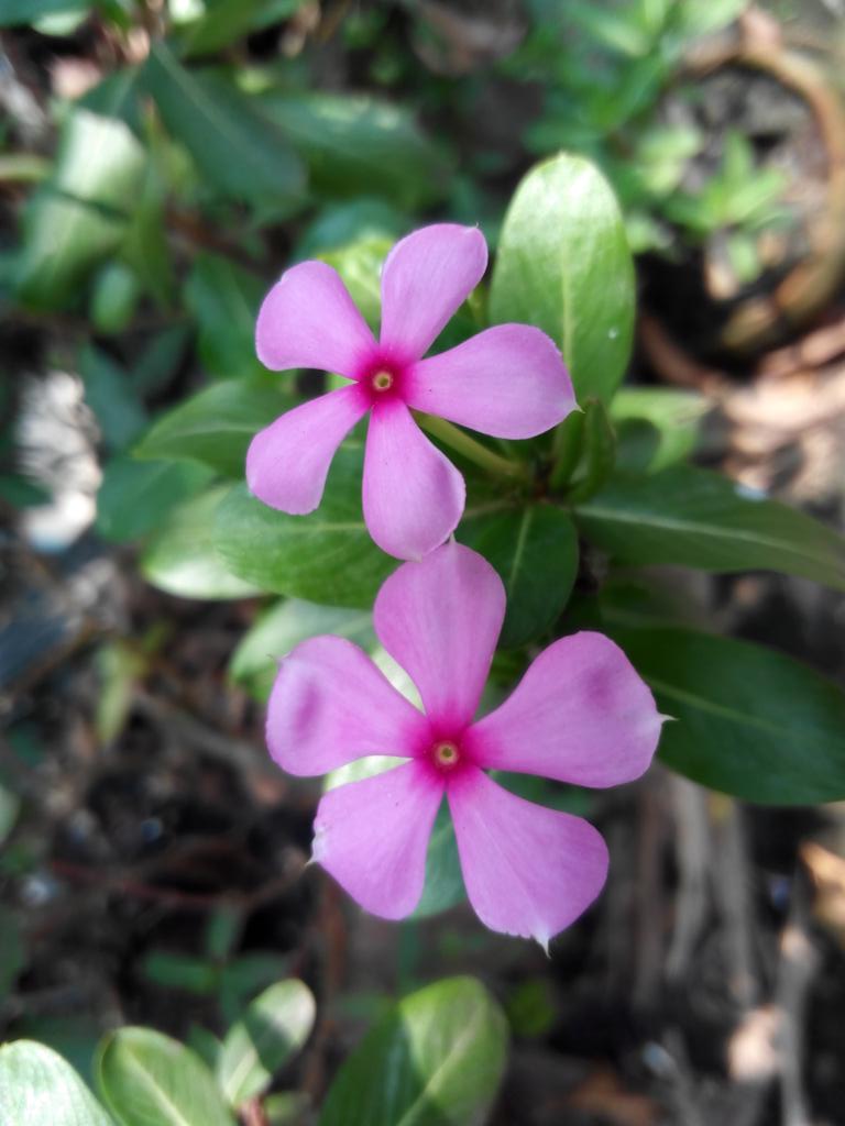 JonayedMd's tweet image. @নয়নতারা