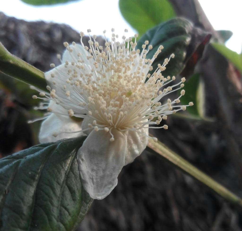 JonayedMd's tweet image. Future Guava