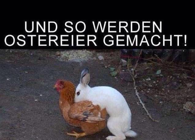 EvaNussbaumer's tweet photo. Ein schönes Osterfest 🐰🎈 https://t.co/Qmug4TjyvL