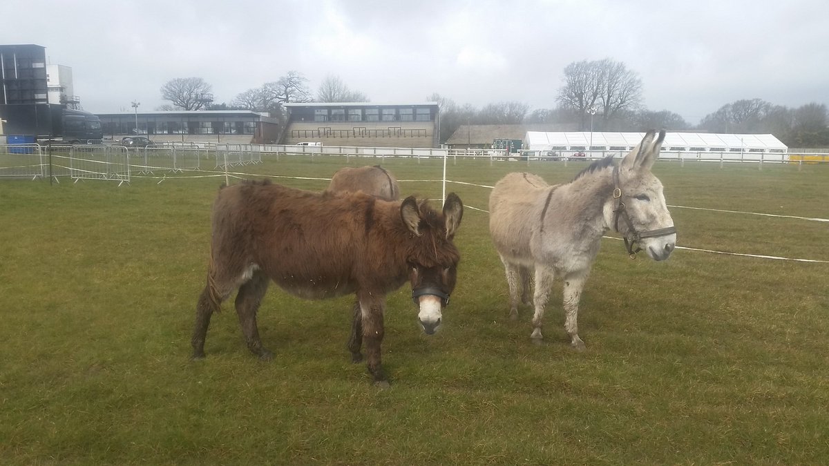 Danny Donkey & Pals tweet media