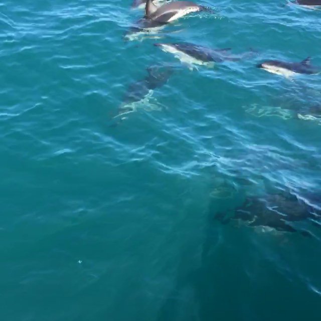 DolphinGift's tweet photo. Being able to swim with dolphins in the wild was the most amazing thing 🐬⛴⚓️
#duskydolphin… https://t.co/w86E7kQx0F https://t.co/X9IRtuGHTc