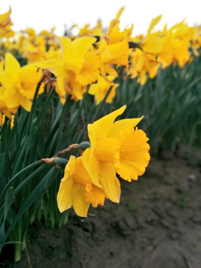 designoble's tweet photo. Tulip festival at Skagit Valley, Wa https://t.co/wpu2Idgvb2