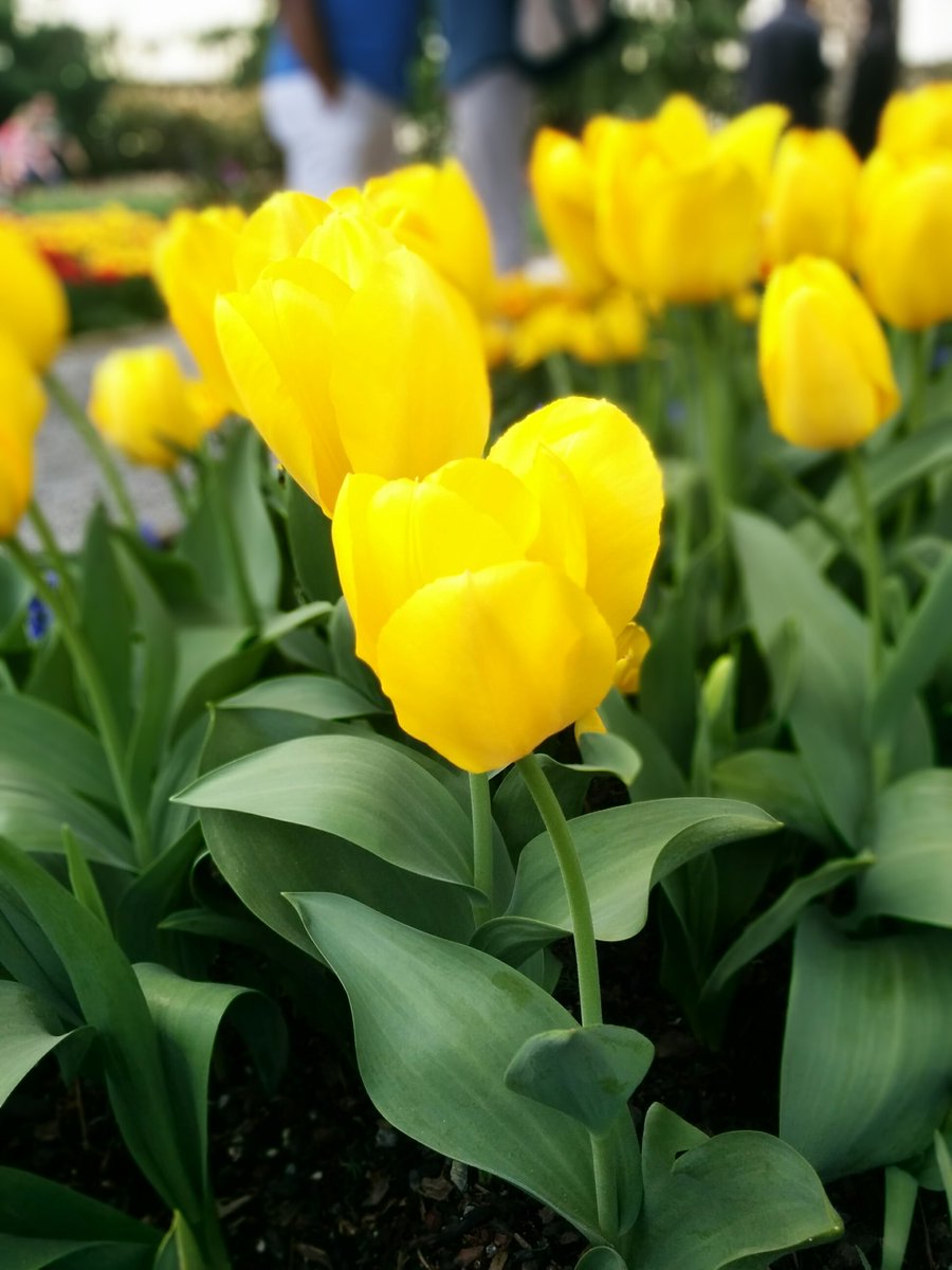 designoble's tweet photo. Tulip festival at Skagit Valley, Wa https://t.co/wpu2Idgvb2
