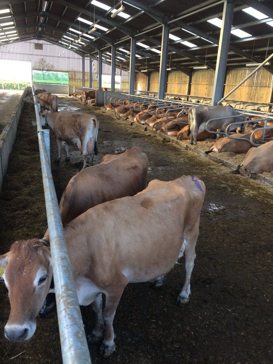 DFeavearyear's tweet photo. Most of this group of 90 would normally be eating now but only 6 are #clockchange #confusedcows https://t.co/xTy8x9Il2X