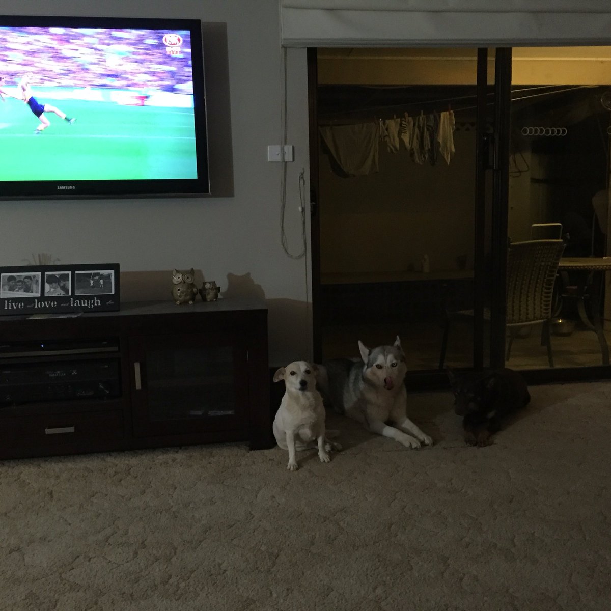 oystar3's tweet photo. @ChuckieCh watching #AFLEaglesLions &amp; no better but not umps fault #rulescommitee #flawed #4legged friends do better https://t.co/SvK4Ace28o