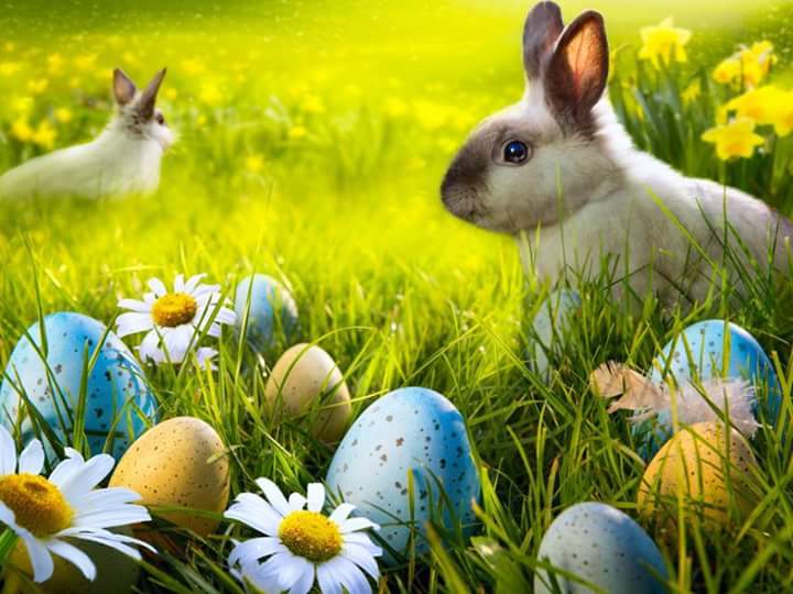 jessica_jane96's tweet photo. #HappyEaster everyone, have a wonderful weekend &amp; good luck to everyone racing at the @cityofnorwichsc #EasterMeet 🏊 https://t.co/17yLVqx6NO
