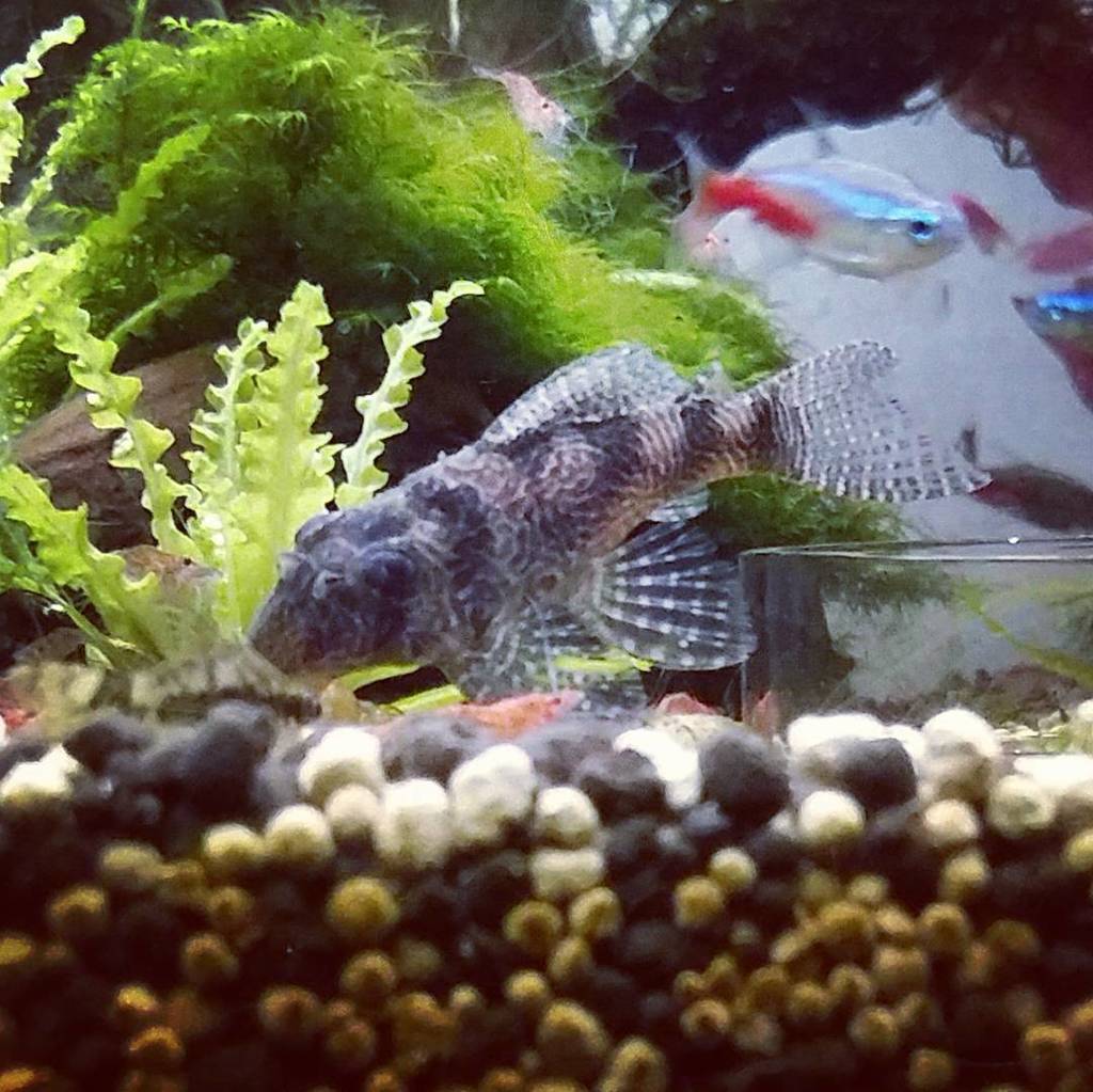Akvaristan's tweet photo. #akvaristan #aquarium #akvaryum #aquarien #freshwater #lwels #l411 #aquarium #hypancistrus #neon #paracheirodon #re… https://t.co/SOvh39xY1F