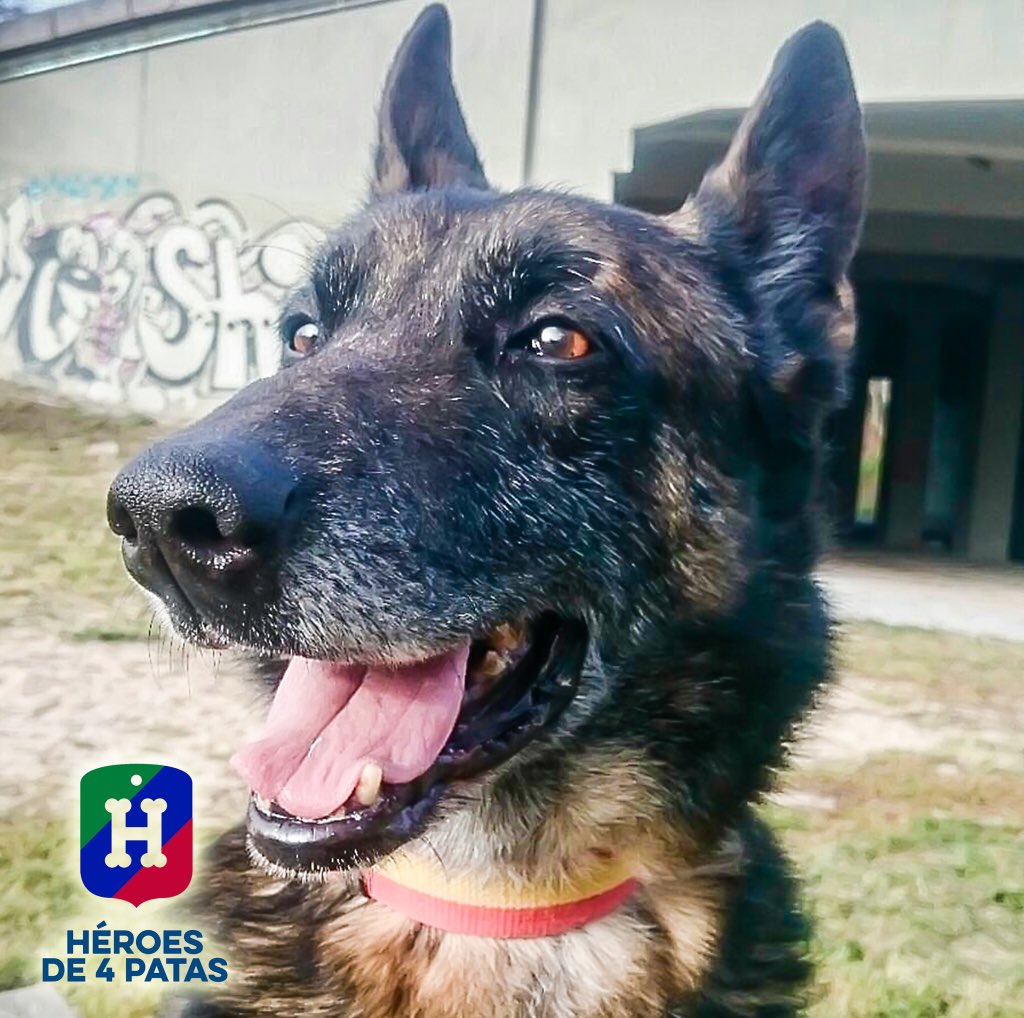policia's tweet photo. ¡Nuestra superagente Chusky busca una familia! Sólo quiere mimos y tranquilidad 💕 #AdoptaNoCompres👌 @heroesde4patas https://t.co/P16ZeddQYe