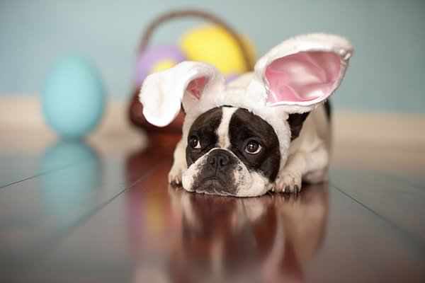 Dog_Walkerz's tweet photo. Have a fantastic Easter everyone.  Keep that chocolate hidden from your four legged friends! #EasterWeekend https://t.co/AgBJu9u5IW
