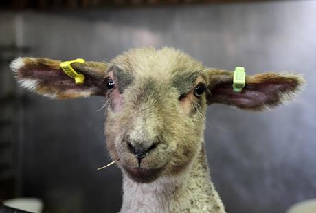 vstnorthnorfolk's tweet photo. Need a dose of cute? Don't miss out on the daily lamb bottle-feeding sessions @Wroxham_Barns https://t.co/j4W7IIiSZW https://t.co/VkixeMtdCW