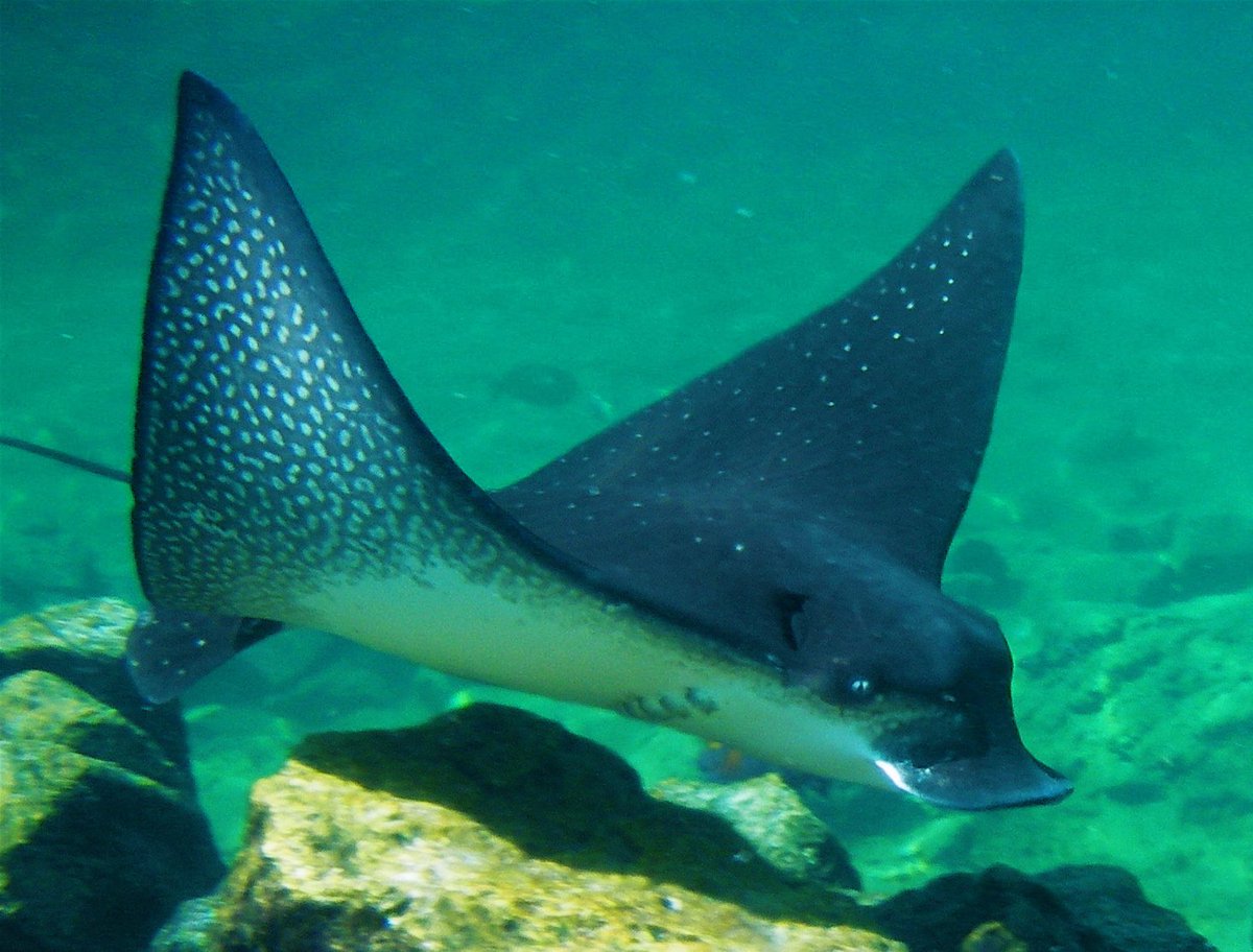 Like sea turtles, Eagle Rays are very curious creatures of the sea. buff.ly/1OZuZW3 #scuba #Hawaii #travel