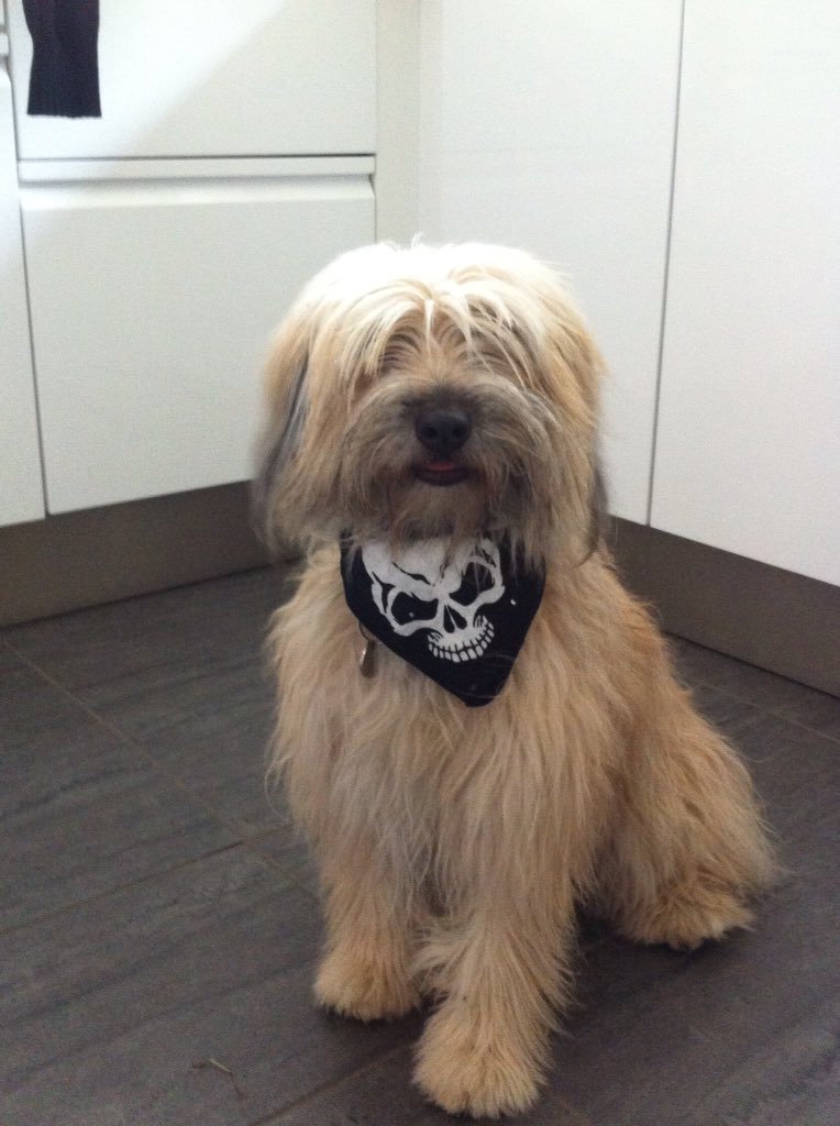 cortojuan31's tweet photo. Mon chien déguisé LOL MDR!!!!!!!!!!!!!!!😂😂😂😂😂😂😂😂😂😂😂😂😂 https://t.co/mvECXTMjwf